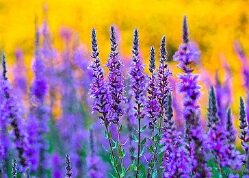 《星空》高分辨率建筑贴图MOD上线